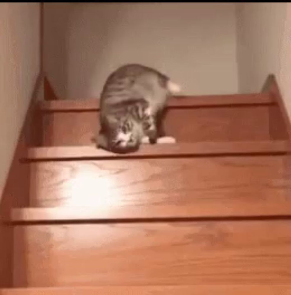 a cat is walking down a set of wooden stairs .