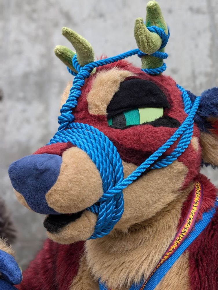 Click the deer tied in a rope halter (photo)