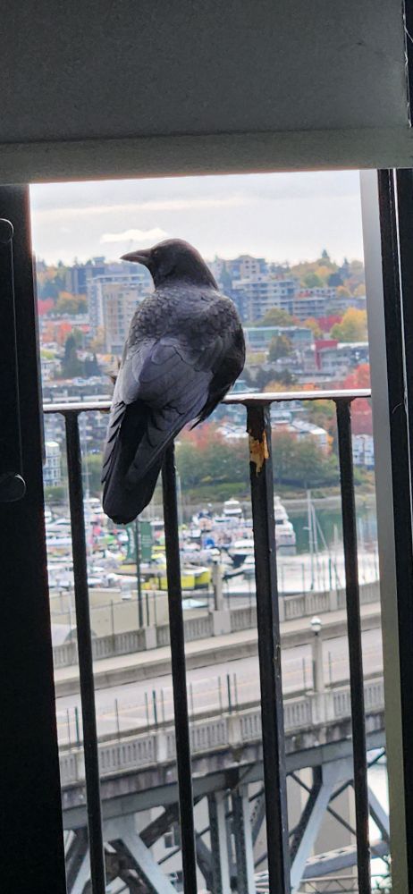 Same crow facing the other way, sunlight hitting his pretty feathers 
