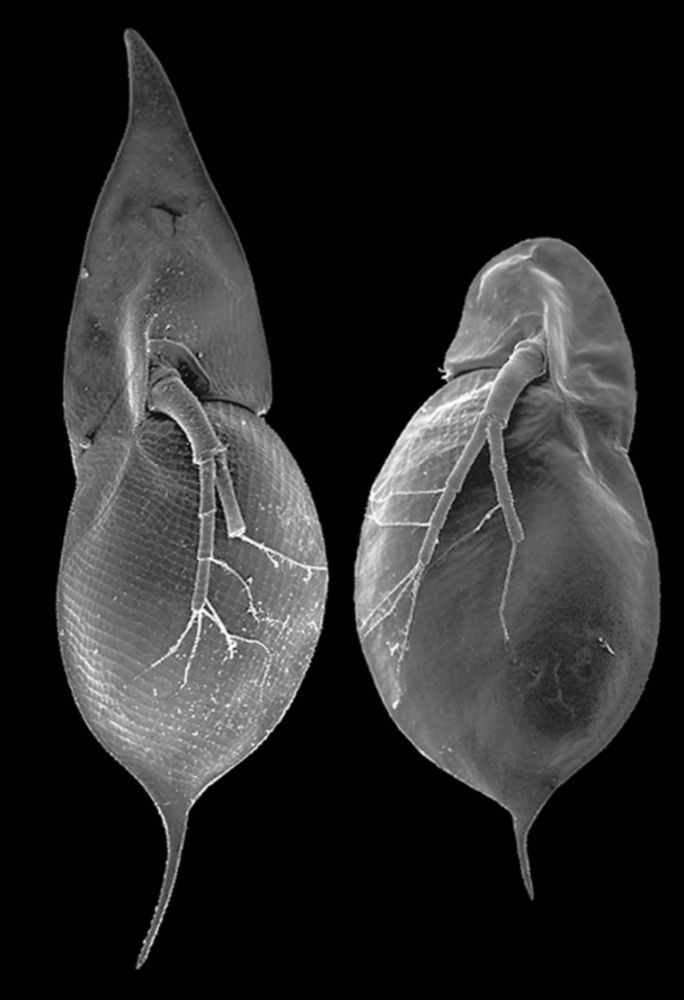 Life is plastic: How phenotypic plasticity makes us rethink central problems in biology | CNRS Biologie