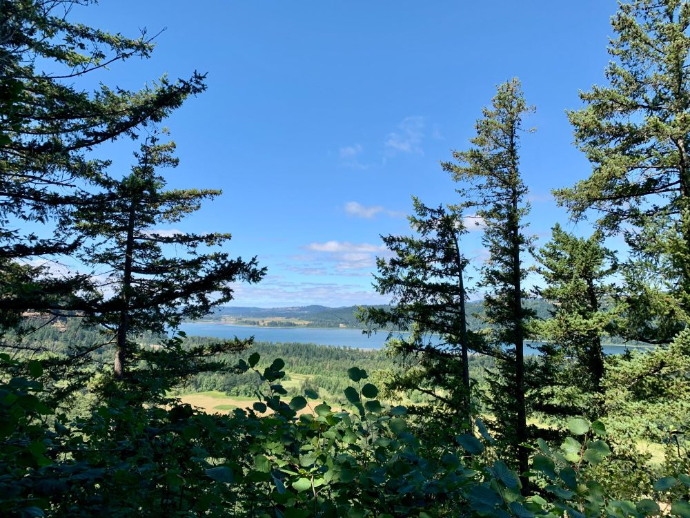 a photograph of the columbia river from a high vantage point, as seen through some trees. it's sunny and the sky is blue