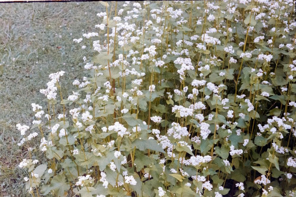 White flowers at a tenant house at Oak View.  
Oak View interprets a farm that one existed in Wake County North Carolina that dates back from before the US Civil War.  
The picture was taken with a Zorki 1 on Kodak Gold 200 film using a Industar 22m lens.  