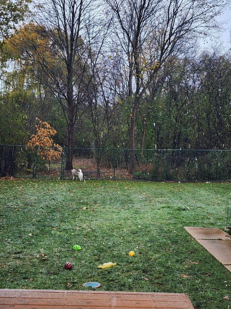 A fenced yard overlooking a woods.  A Norwegian elkhound is at the back gate. A snowy rain is falling. 