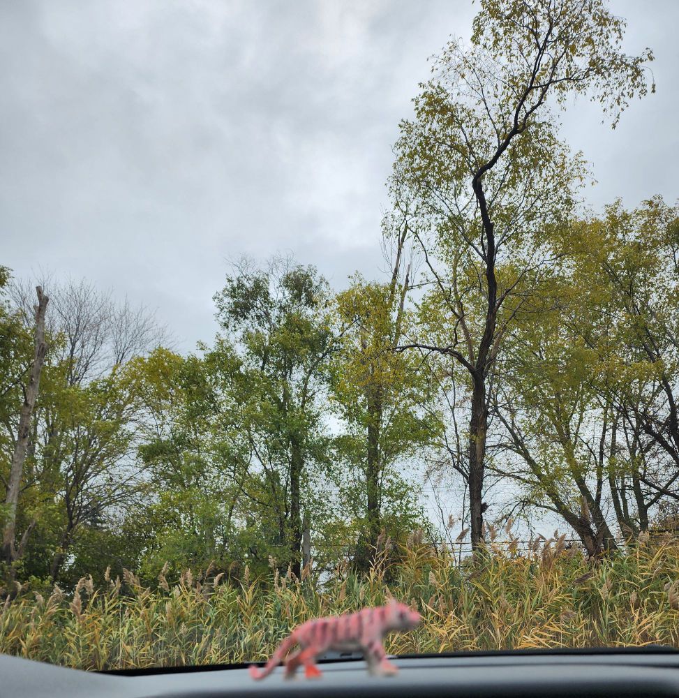 Tress, gray sky outside car window.  A lil orange tiger is walking on the dashboard.  