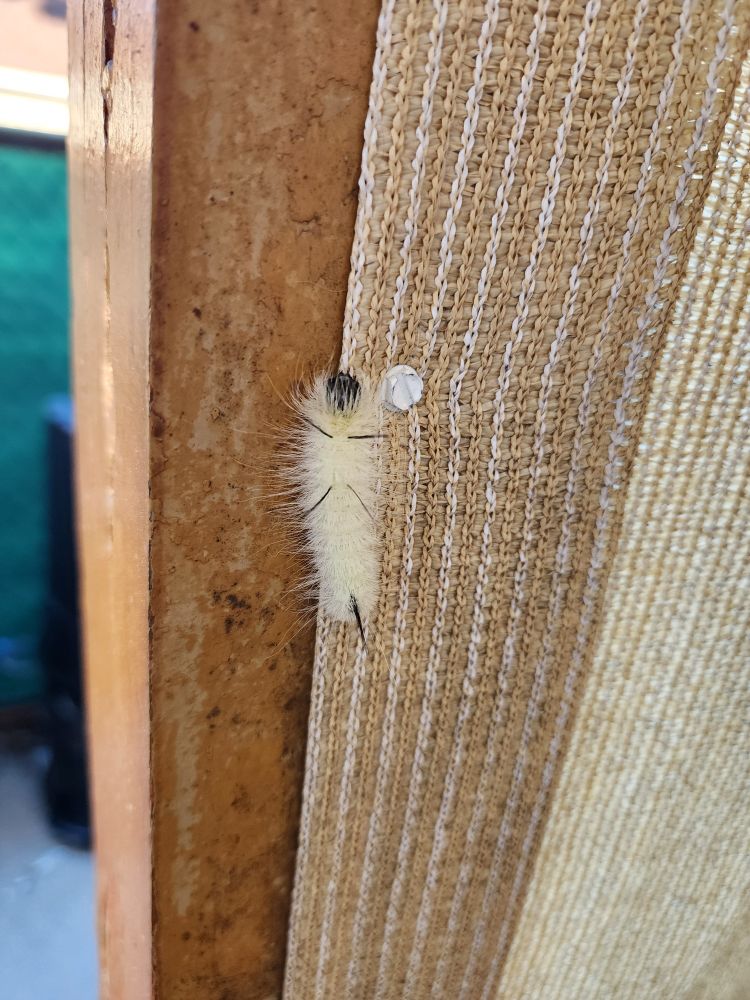 Close up of white caterpillar with a black head and black antennae 
