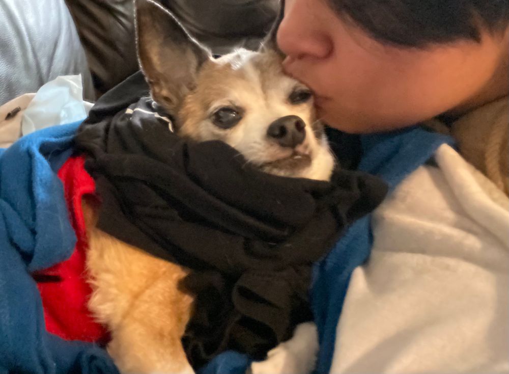 giving the sweet old pup a kiss