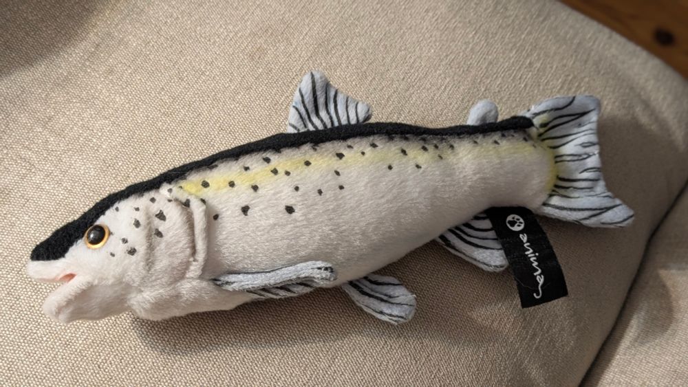 Une truite en peluche, pour de vrai