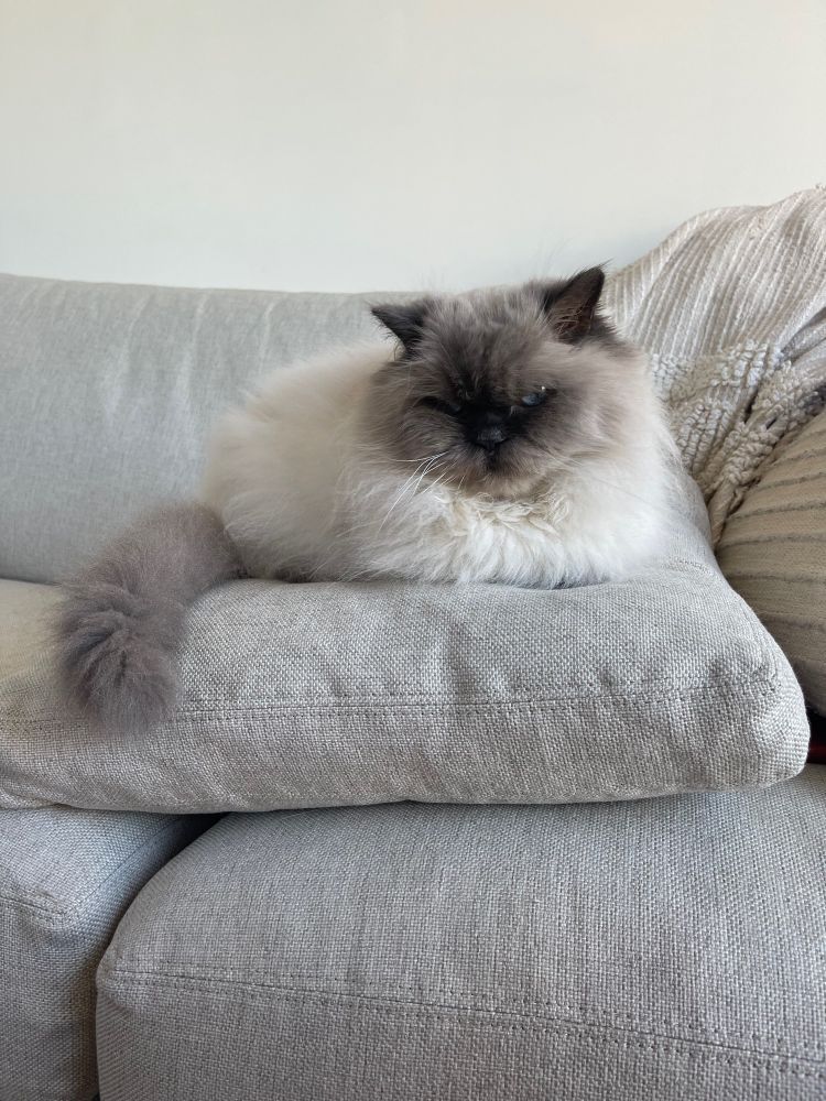 A fluffy white cat with a grey face sits on top of a linen pillow on top of a matching linen couch. His grey tail is poking out but his feet are nowhere to be seen.
