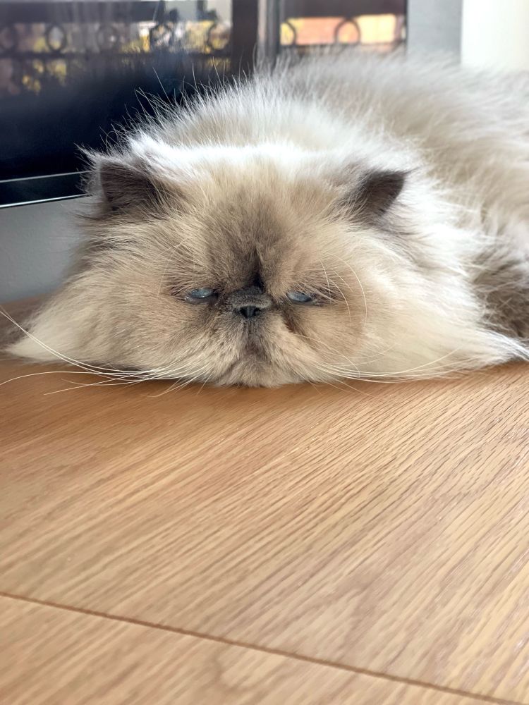 A smushy-faced white and grey cat rests with his head plopped solemnly on the ground, his eyes half open staring into the distance as is he were sad 