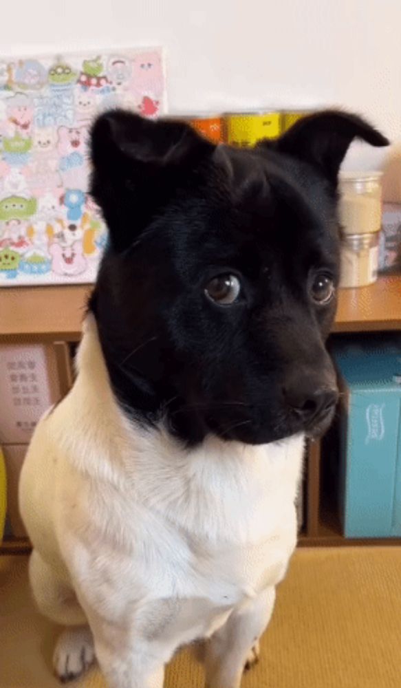 a black and white dog is looking at the camera in front of a toy story poster