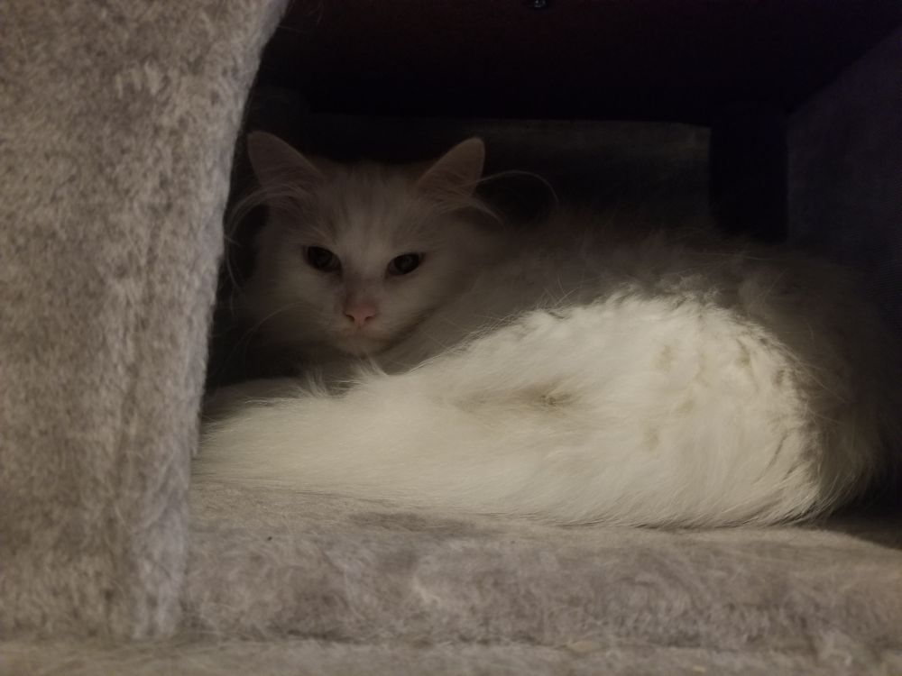 A fluffy white cat curled up in his wee cat tree house. 