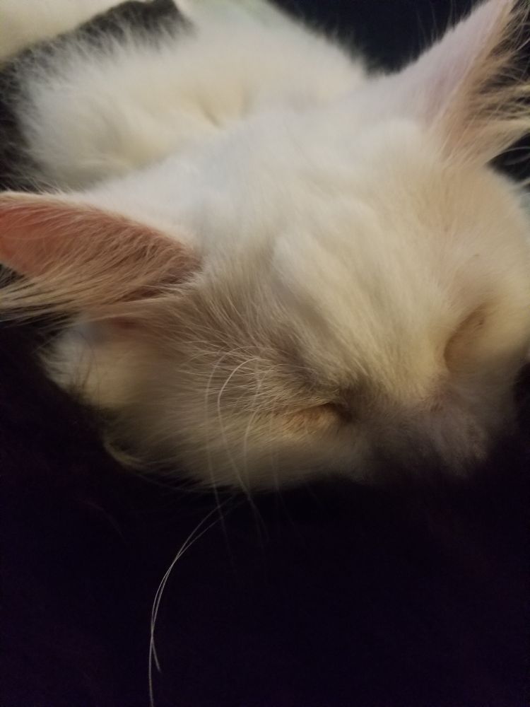The head of a very fluffy white cat with pink ears with magnificent floof in them. His eyes are closed. He is a poorly baby bean.
