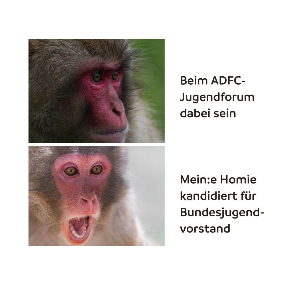 Emotionslos starrender Japanmakak (Affenart):
Beim ADFC-Jugendforum dabei sein

Erstaunt schauender Japanmakak mit weit offenem Mund:
Mein*e Homie kandidiert für Bundesjugendvorstand