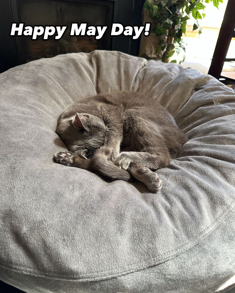 Photo of a grey cat (Russian Blue) napping on a large grey bean bag. The cat’s front leg and paw are covering her face as if to say, “Please go away.”