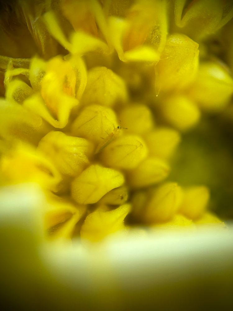 A tiny slender yellow thrips insect nymph crawls on the central disk flowers of a yellow calendula flower. He kind of looks like a tiny, somewhat translucent shrimp. 