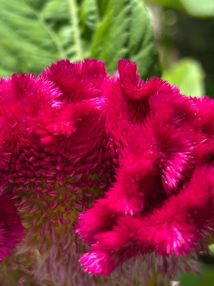 A close-up of a cockscomb celosia flower, with many pink spikes forming a wavy pattern