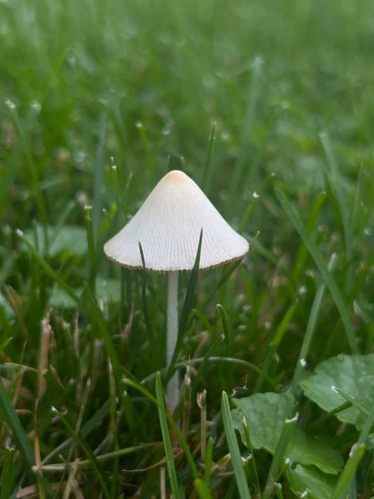 A small white mushroom with a tall cone-shaped cap nestled among blades of grass 