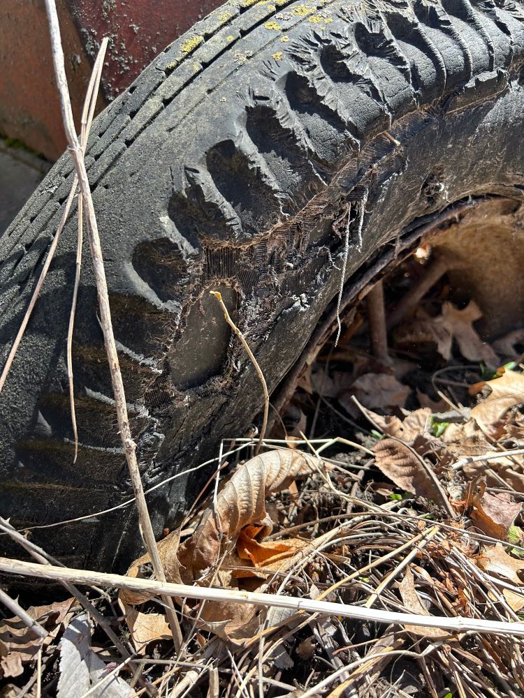 A worn and decaying tire half buried by leaf litter with some lichen and moss growing on it