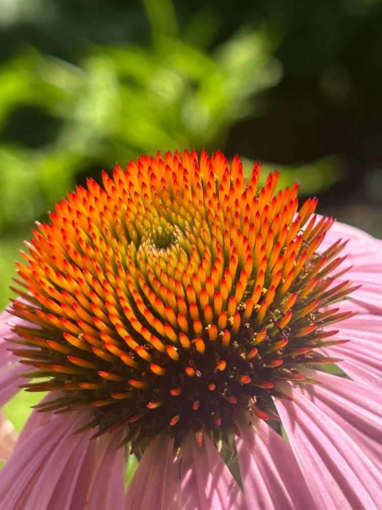 A purple coneflower with a beautiful spiky center showing off the mathematical patterns in nature and soft pink petals