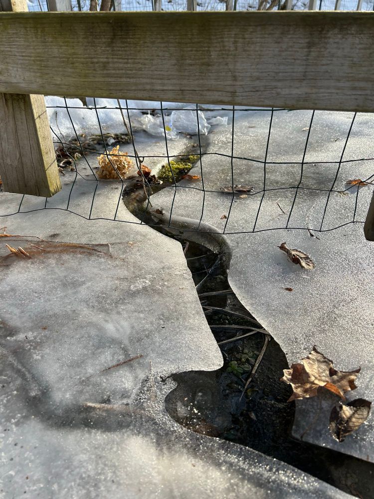 A crack in ice with water running through, below a wooden fence and welded wire cloth. 