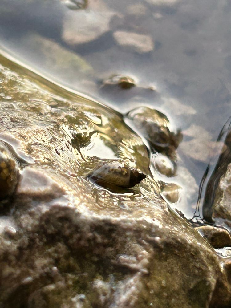 A tiny freshwater snail with its mouth attached to a small rock on the edge of a river where the water can splash over it