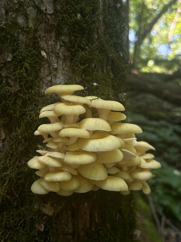 A cluster of pale yellow fungi on the side of a moss-covered tree in a forest 