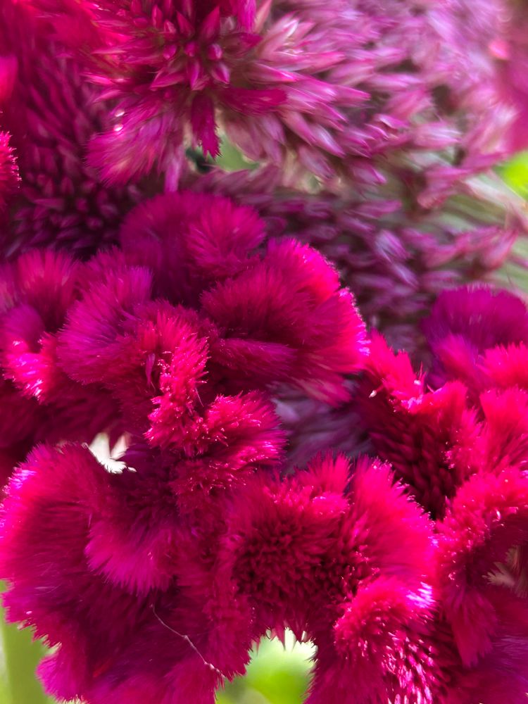 A close-up of a cockscomb celosia flower, with many pink spikes forming a wavy pattern