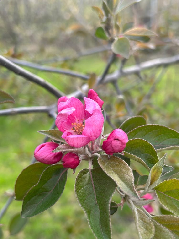 A hot-pink partially open apple blossom surrounded by small pink apple blossom buds and green tree leaves 