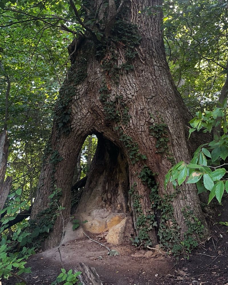 Hole through the bottom of a tree, potentially transporting you to the fairy realm. 