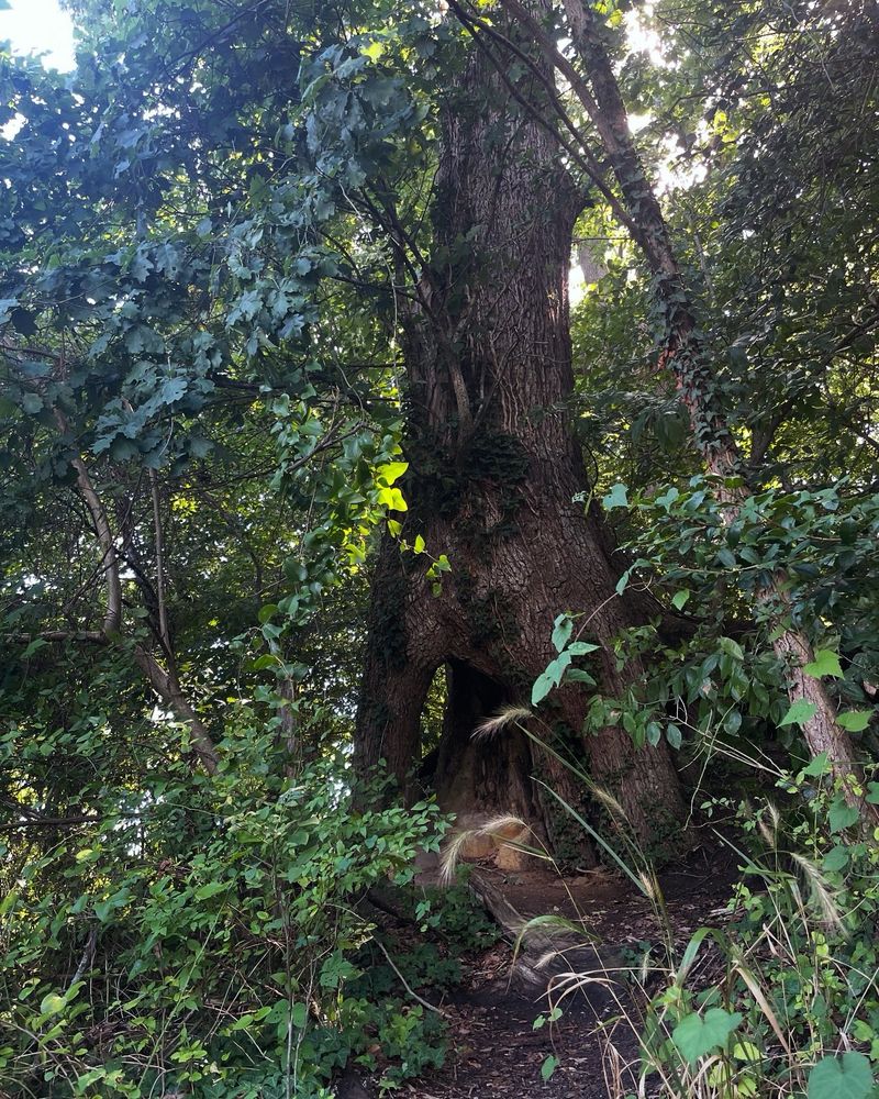 Another view of the hole through the bottom of a tree, potentially transporting you to the fairy realm. 