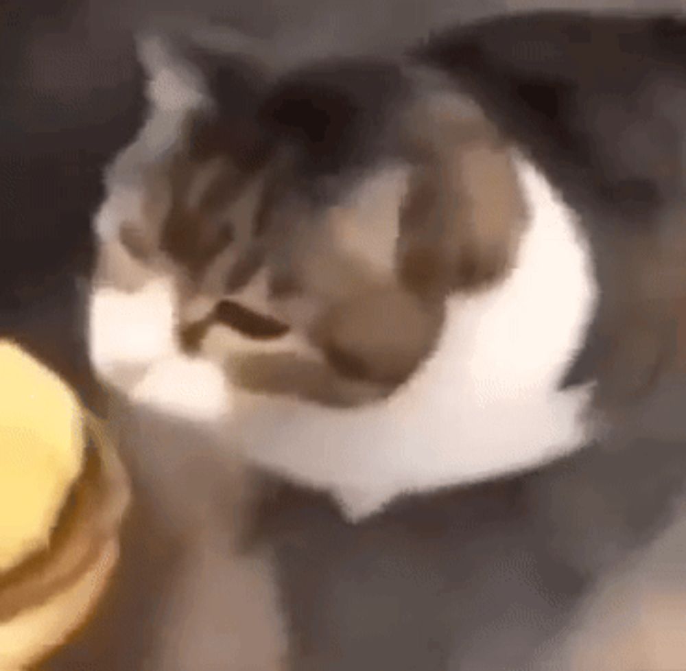 a cat is standing next to a hamburger and looking at the camera .