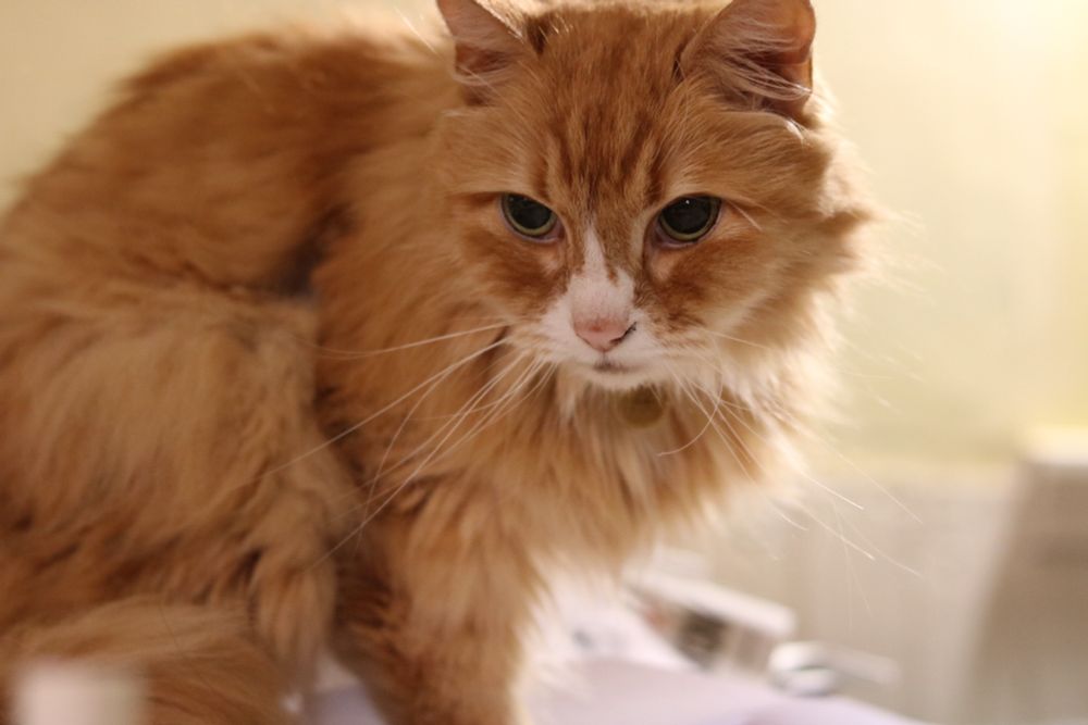 Orange Siberian cat named Pumpkin Pie