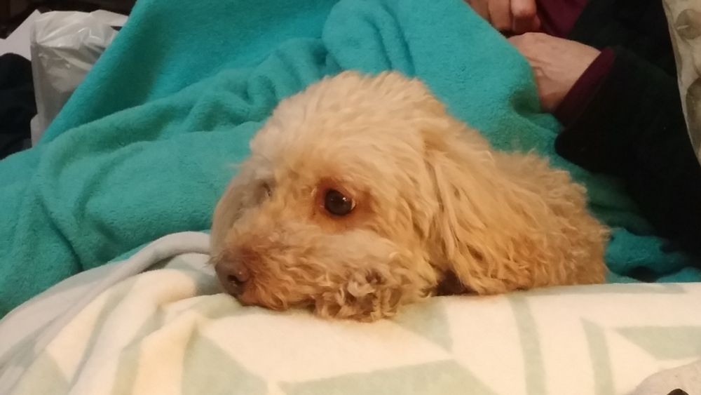 Miniature poodle Bullet