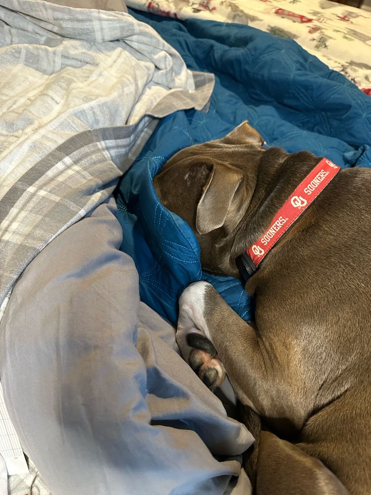 Puppy hiding from the light.