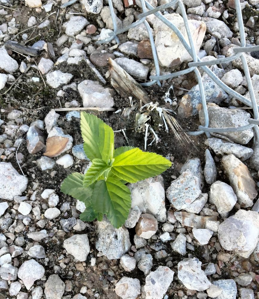 A small green plant grows in the bones of a small bird on rocky ground.