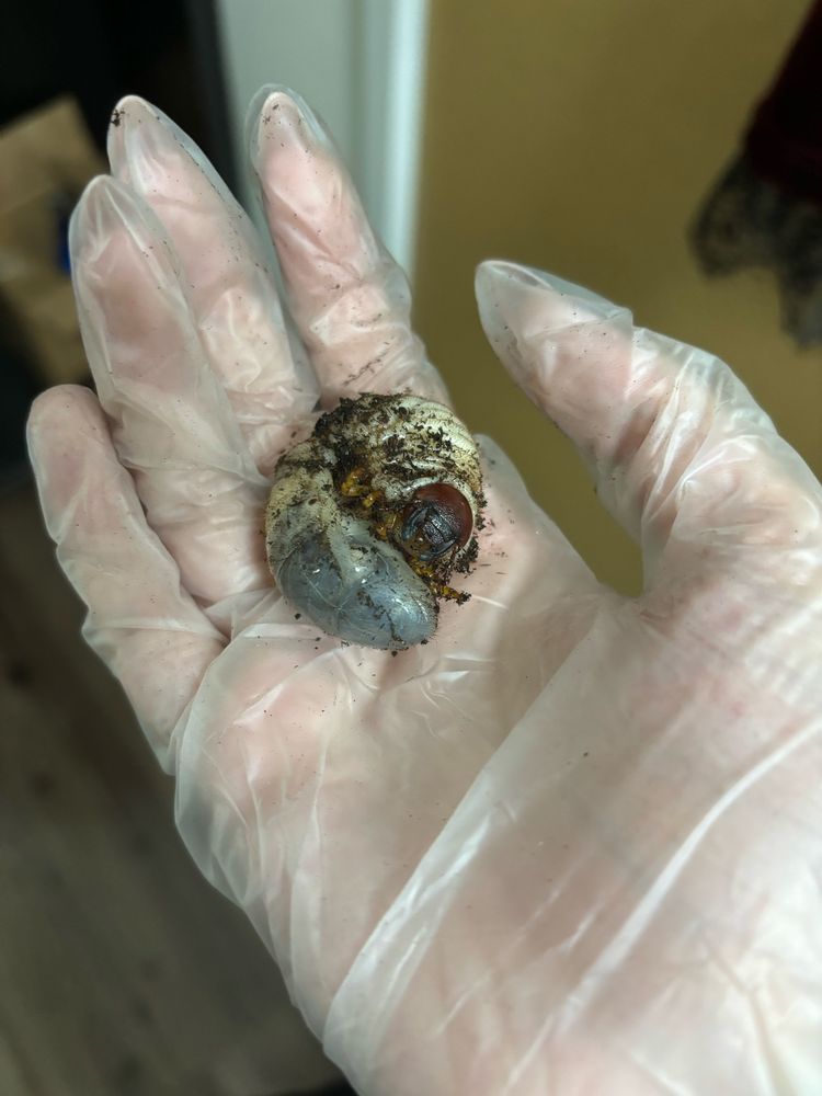 Ox beetle grub (Brutus) in my hand
