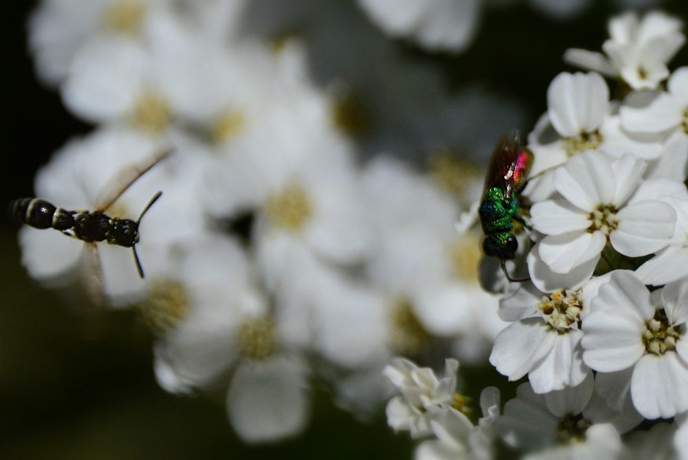 The same wasp, less close but we can see that it was visiting the flowers along with other insects: in this view another kind of tiny wasp, a small black with white stripes, like a regular wasp but tiny, is flying in from the left