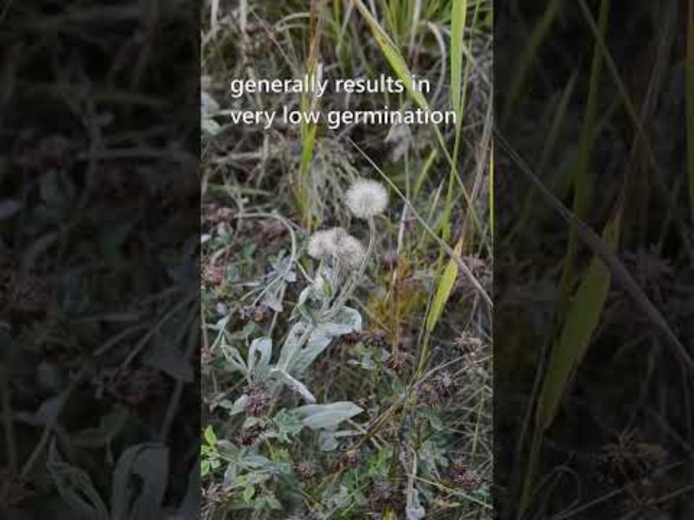 Collecting Wild (Arnica)+ Rock Garden Seed to Scatter #MarginalGardening #garden  #permaculture