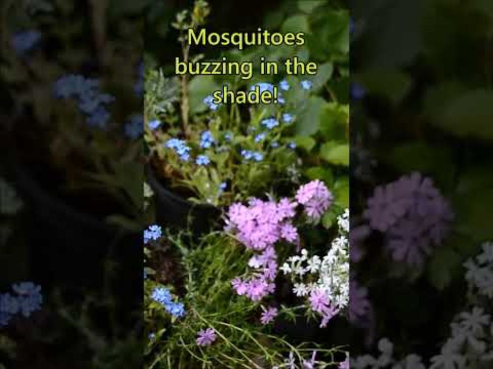 Summer Day-Solstice Altar: Flowers Birdsong Mosquitoes? #pagan #SummerSolstice #gardening #nature