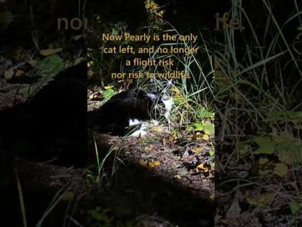 Cat Life: Enjoying Autumn Afternoon- Pearly helps with Firewood #cat #pearly #CountryLiving