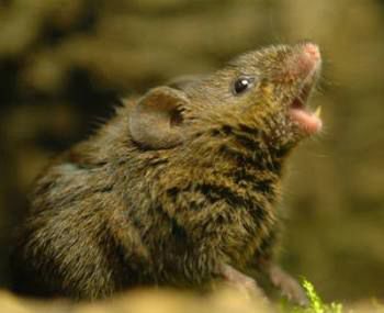 It shows a mouse with its mouth open...like it's singing.  