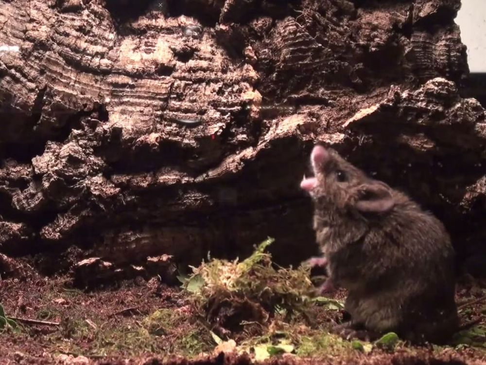 It shows a mouse with it's mouth open, like it's singing.  