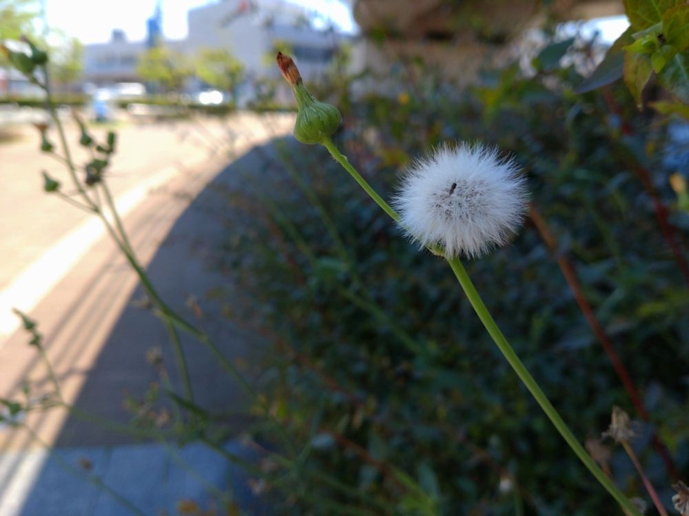 ノゲシの綿毛？に虫(名前は分からず)が止まっている。