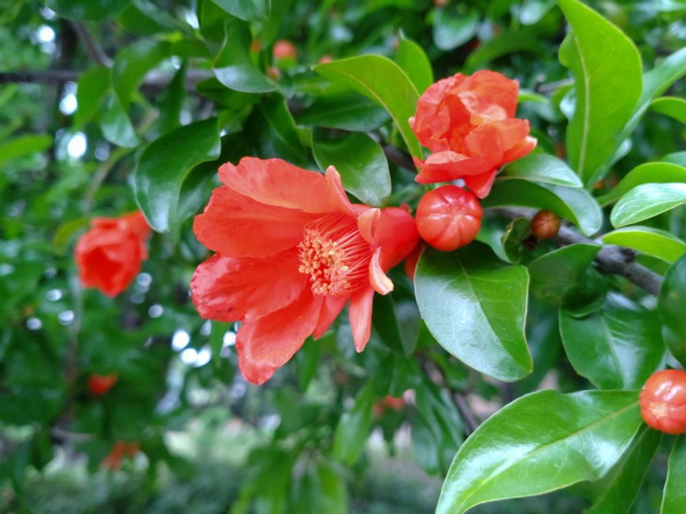 ザクロの花。咲いているもの、咲き始めのもの、蕾のものが写っている。花が咲いてから時間が経っているからか、半分ほど花びらは落ちている。