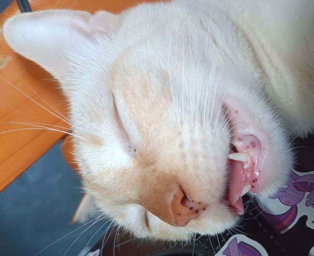 And this is Tom sleeping like a brick