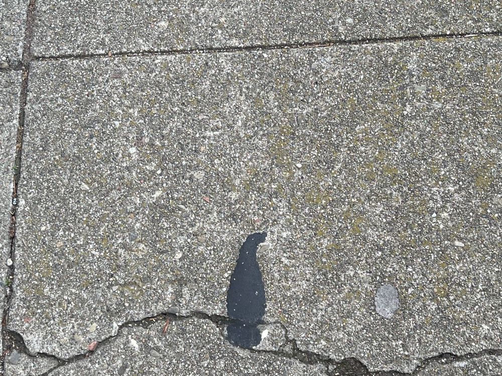 Random splotch and cracks on sidewalk look like a raven sitting on a branch