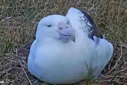 a toroa (northern royal albatross) sitting in a loaf looking smug like they know something we don't