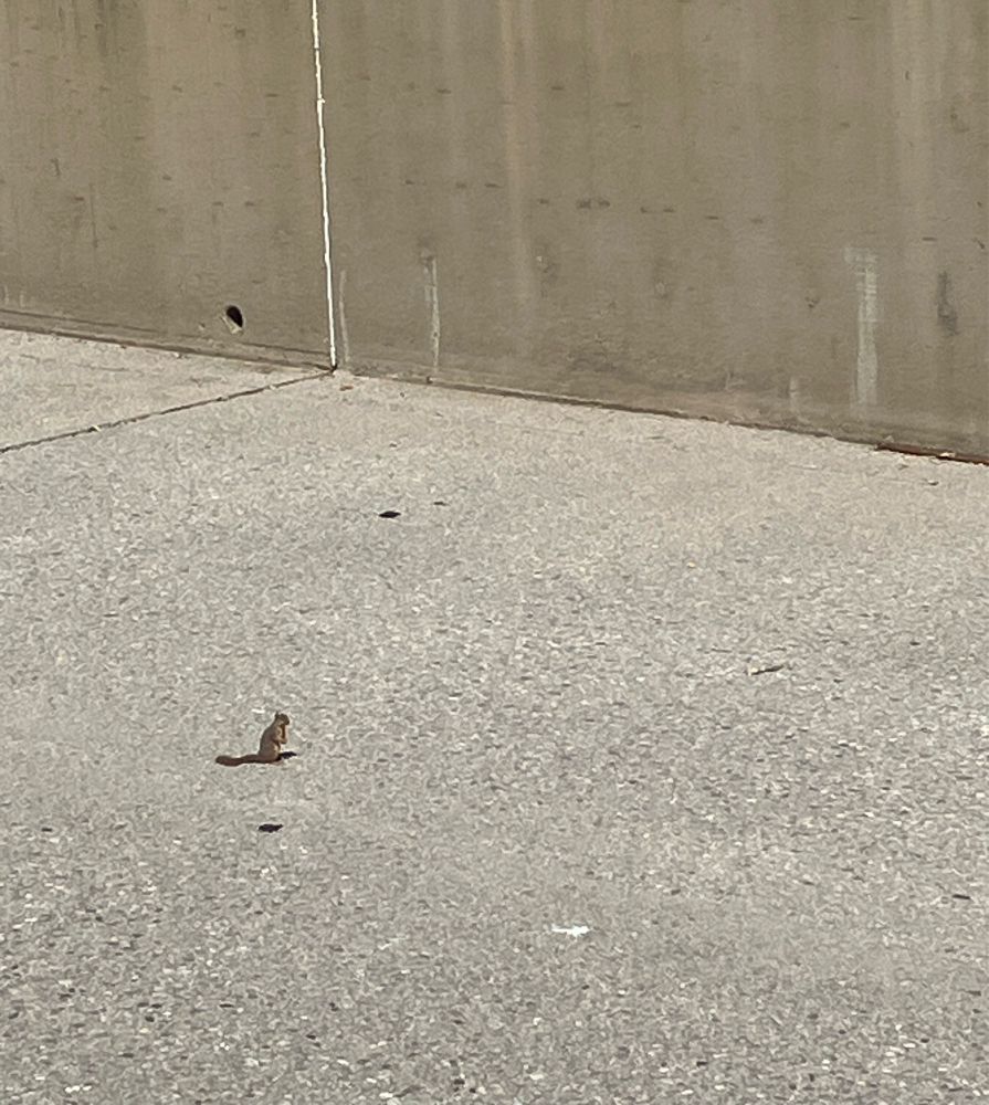 A squirrel hanging out in a barren concrete wash