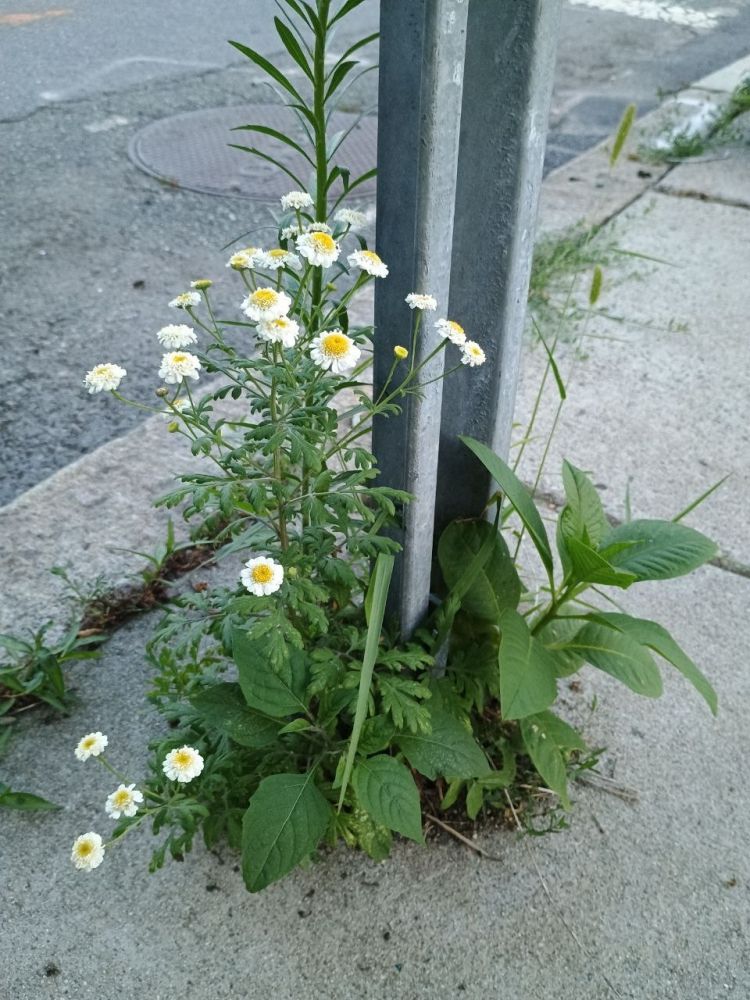 photo of a cluster of plants growing around the base of a street sign on a concrete sidewalk. there are a variety of different types and shapes but all are lush and green. most notably one of the tallest are stems of german chamomile with cute little flowers in full bloom, they have distinctive tiny white petals around a large protruding yellow center.