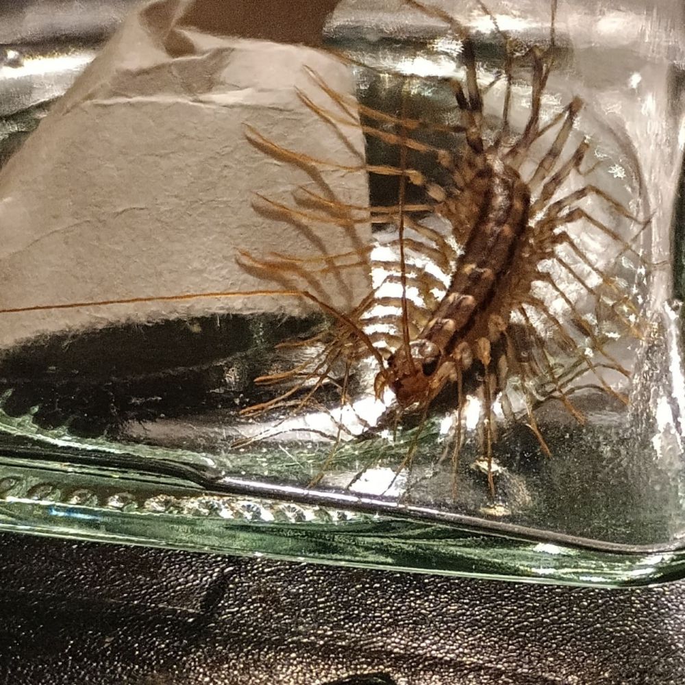 the same insect, positioned slightly differently. its forcepules are more visible.